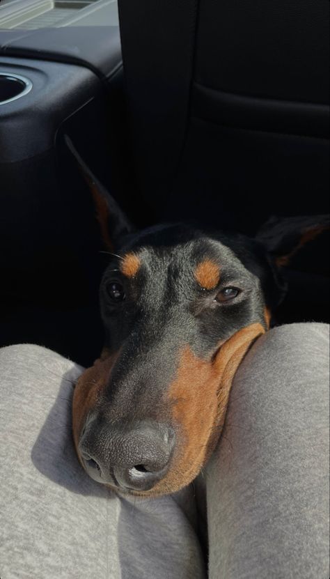 Perro Doberman Pinscher, Doberman Love, Doberman Pinscher Dog, Dangerous Dogs, Doberman Puppy, Doberman Dogs, Pets 3, Silly Dogs, Doberman Pinscher