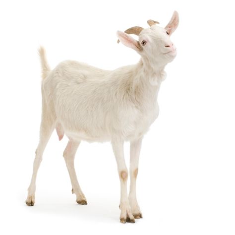 Goat standing up isolated on a white bac... | Premium Photo #Freepik #photo #goat #goat-farm #livestock #domestic-animals Farm Livestock, Fur Background, Goat Farm, Angora Goats, Domestic Animals, Business Card Maker, Poster Invitation, Cartoon Clip Art, Wild Animals