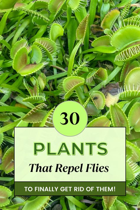 Discover nature's solution to pesky flies! 🌿✨ Dive into our curated list of powerful plants that not only beautify your space but also keep those annoying flies at bay. From fragrant herbs to vibrant flowers, these natural repellents are a must-have for any garden or indoor space. Say goodbye to chemicals and hello to green, fly-free serenity! 🍃🚫🪰 #NaturalRepellents #FlyFreeGarden #EcoFriendlyTips Indoor Herbs, Nature, Plants That Deter Flies, Plants That Repel Flies, Plant Facts, Repel Flies, Keep Flies Away, Natural Repellent, Fly Repellant