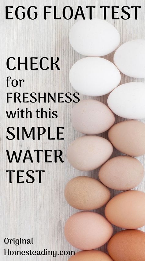 Wondering if an egg is safe to eat? Check out how to do the simple egg float test to determine freshness. This is a super fast way to check! Check Eggs For Freshness, Egg Test For Freshness, Egg Float Test, Egg Test, Floating Eggs, Creative Egg Recipes, Rotten Egg, Homestead Kitchen, Bad Eggs