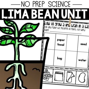 Includes:anchor chart printableslife cycle WS (bw/color)lima bean in bag WSlima bean in cup WSlima bean vocab wordsearchFor more products like this click here!Follow me on Instagram @thebeachclassroomMy YouTube ChannelCheck out the blog!Click here for my terms of use. Bad Case Of Stripes, No Prep Activities, Language Arts Worksheets, Busy Binder, Prep Activities, Lima Bean, Lima Beans, Busy Teacher, Anchor Chart