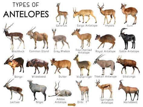 Rare Animals, Addax Antelope, Antelope Animal, Animal Infographic, African Antelope, Different Types Of Animals, Animals Information, Animal Science, Types Of Animals