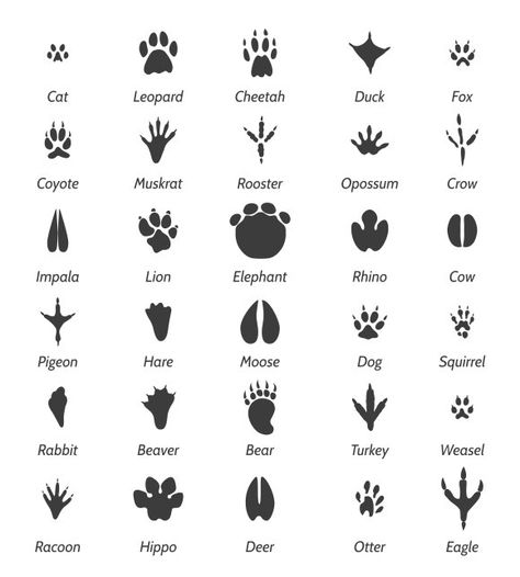 Track Clipart, Bird Footprint, Simbols Tattoo, Animal Footprints, Native American Symbols, Animal Tracks, Forest School, Wilderness Survival, Animal Facts