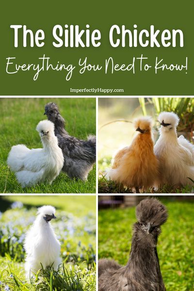 Everything you need to know about the Silkie chicken if you're considering adding them to your home flock. Great backyard chicken but hearty enough for homesteaders too. Wonderful for kids and… More Raising Silkie Chickens, Silky Chickens, Silkie Chickens Coop, Chicks Cute, Farm Pets, Chicken Tunnels, Cute Animal Character, Backyard Coop, My Neighbourhood