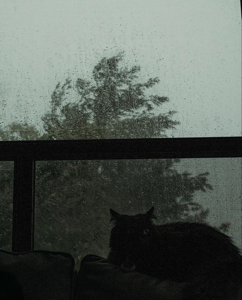 The Great Outdoors, Moody Aesthetic, Close To Home, Great Outdoors, Summer Season, Rainy Day, Tips And Tricks, Summer Vibes, Black Cat