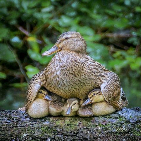 A female Mallard shelters her ducklings under her wings. Duck And Ducklings, Matka Natura, Baby Ducks, Sweet Animals, Nature Animals, Animal Photo, 귀여운 동물, Animals Friends, Beautiful Creatures