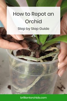 Orchid Potting Mix, Repotting Orchids, Indoor Orchids, Orchid Plant Care, Orchid Roots, Orchid Leaves, Types Of Orchids, Household Plants, Plant Care Houseplant