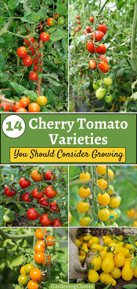 Cherry tomatoes are a delight to eat and grow, but with so many different varieties available it is hard to know which ones to choose for your garden. Cherry tomatoes come in a variety of flavors and colors, but most of them are sweet treats right off the vine. For classic red cherry tomatoes, try Tiny Tim, Sweet Million, Bumble Bee, Sweetie, Supersweet 100, or Midnight Snack and Black Cherry for a deeper red. Growing Cherry Tomatoes In Containers, Heirloom Cherry Tomatoes, Sweet 100 Cherry Tomatoes, Cherry Tomato Garden, Growing Cherry Tomatoes In Pots, Tomato Container Gardening, How To Grow Cherries, Gardening Veggies, Types Of Cherries