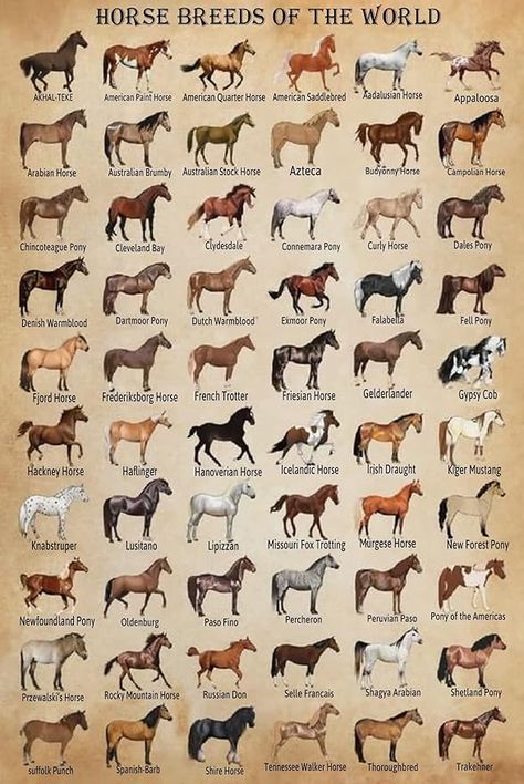 Horse Themed Bedrooms, Horse Knowledge, Cafe Living Room, Farm Cafe, Horse Room, Horse Coat Colors, Poster School, World Poster, Horse Posters