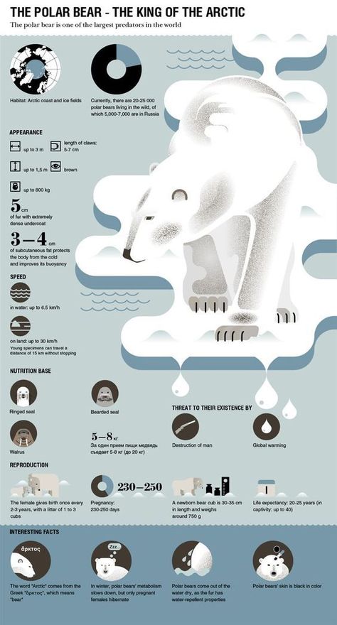 Research Posters, Polar Bear Infographic, Oceanography Marine Biology, Animal Infographic, Scientific Poster, Infographic Layout, Research Poster, Infographic Inspiration, Graphic Design Infographic