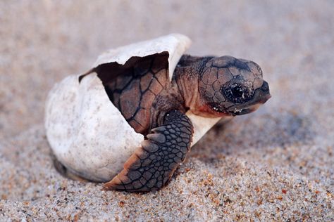 For World Turtle Day on May 23, take a look at adorable baby turtles from around the world. The post 11 Precious Photos of Baby Turtles appeared first on Reader's Digest. Sea Turtle Species, Turtle Hatching, World Turtle Day, Loggerhead Turtle, Turtle Day, Baby Sea Turtles, Baby Animals Pictures, Cute Turtles