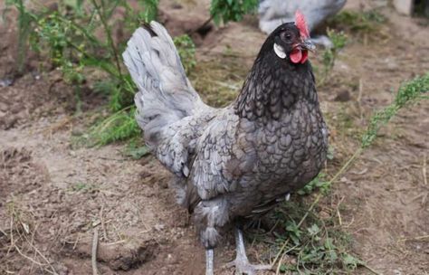 Andalusian Chicken: Eggs, Height, Size and Raising Tips Blue Andalusian Chicken, Andalusian Chicken, Chicken Breeds With Pictures, Pekin Chicken, Lavender Chicken, Australorp Chicken, Cochin Chickens, Bantam Chicken Breeds, Plymouth Rock Chicken