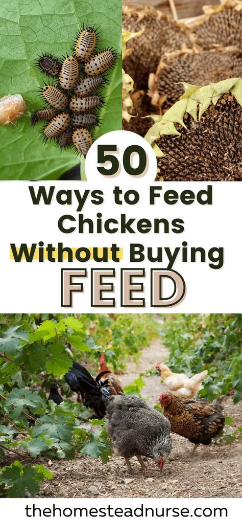 Homegrown Chicken Feed, Chicken Feed Diy Ideas, How To Start Raising Chickens, Alternative Chicken Feed, High Protein For Chickens, How To Feed Chickens For Free, How To Feed Chickens, Chicken Feed Station, How To Store Chicken Feed