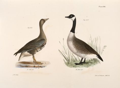 236. The White-fronted Goose (Anser albifrons). 237. The Wild Goose (Anser canadensis). - NYPL Digital Collections Zoology, Wild Goose, Types Of Resources, Awesome Tattoos, New York Public Library, Rare Books, Still Image, Natural History, Public Library