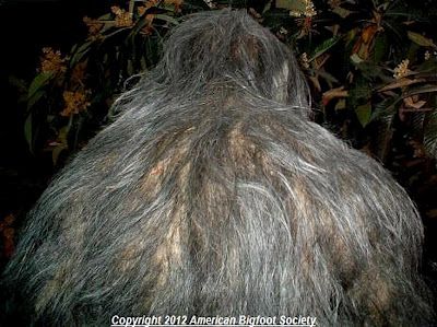 Real Bigfoot Pictures, Bigfoot Video, Real Bigfoot, Bigfoot News, Bigfoot Pictures, Pie Grande, Lunch Club, Bigfoot Art, Forest People