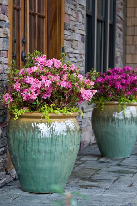 Fill glazed pots and urns with empty plastic planters and rest flowers and plants in the top. Container Flowers, Plastic Planter, نباتات منزلية, Container Gardening Flowers, Flower Pots Outdoor, Plastic Planters, Garden Shrubs, Outdoor Pots, Garden Containers