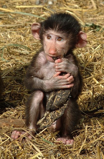 Baboon, Hamadryas Baboon, Monkey Pictures, Amazing Animal Pictures, Pet Monkey, Science Project, Baby Monkey, Cute Animal Photos, Jolie Photo