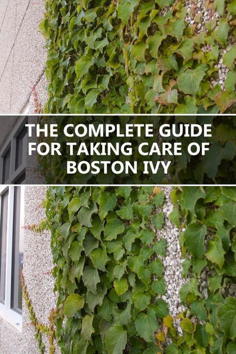 Boston Ivy Wall, Gardening Layout, Boston Ivy, Ivy Wall, Ivy Plants, Garden Vines, Garden Design Layout, Low Maintenance Landscaping, Home Landscaping