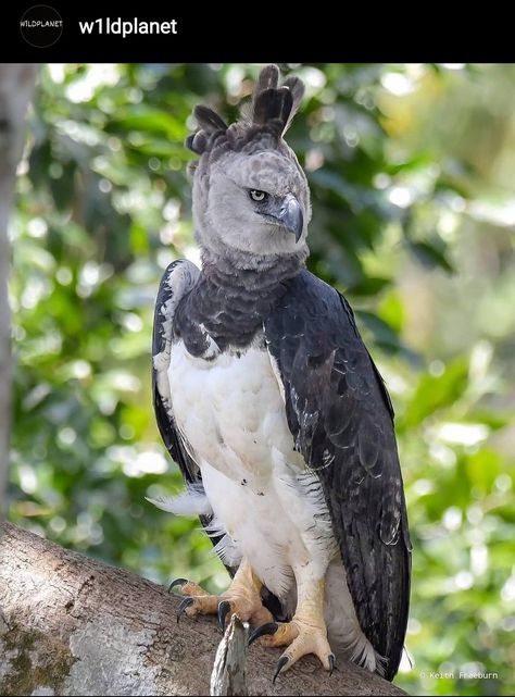 Harpy Eagle 🦅 Beauty 😍 - Follow @w1ldplanet for more - Photography:@keithfreeburn - #harpyeagle #eagles #hunter #birds #beauty #eagle #wildlife #w1ldplanet #wild #nature Graffiti, Nature, Harpy Eagle, Amazing Animal Pictures, Eagle Pictures, Wild Nature, Love Birds, Animals Beautiful, Eagles