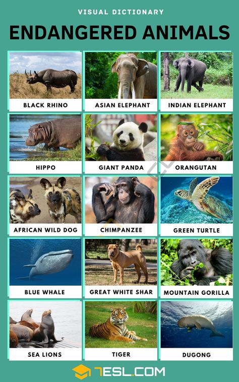 Endangered Species Activities, Endangered Animals Activities, Endangered Animals Project, Animal Vocabulary, Animals List, Animals Name In English, African Wild Dog, Dangerous Animals, List Of Animals