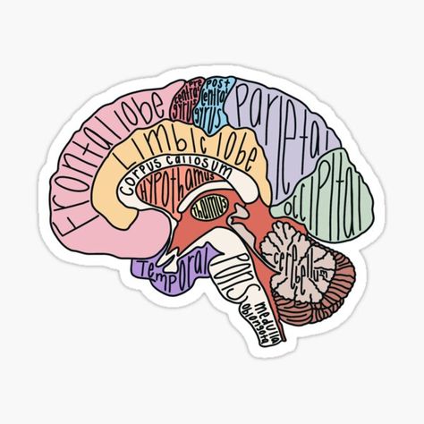 Anatomy Brain, Anatomy Flashcards, Medical Stickers, Doctor Stickers, Science Stickers, Brain Anatomy, Cute Laptop Stickers, Computer Sticker, Stickers Redbubble