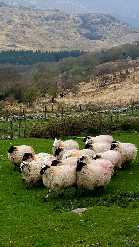 Sheep In Ireland, Ireland Core, Ireland Farm, Irish Farm, Dark Irish, Ireland Aesthetic, Ireland Culture, Pretty Scenery, Book Collage