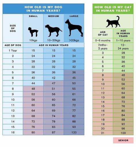 Pin by E L on Copacabana - Pet | Cat ages, Dog ages, Cat years Dog Age Chart, Cat Age Chart, Age Chat, Cat Age, Studera Motivation, Cat Years, Frozen Dog, Cat Ages, Dog Ages