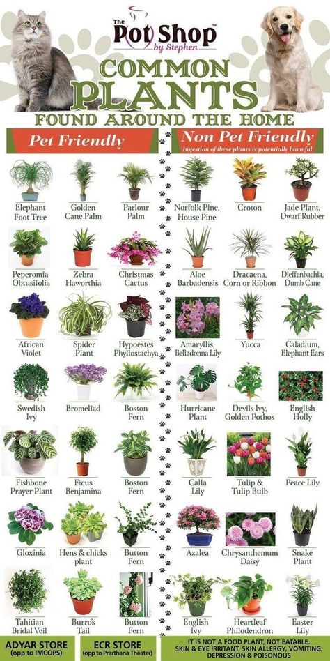 Safe House Plants, Katt Grejer, Plants Pet Friendly, Cat Safe Plants, Tanaman Indoor, Household Plants, Violet Plant, نباتات منزلية, Plant Care Houseplant