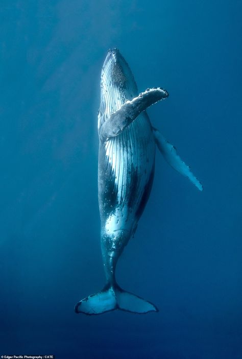 The photographer also recorded the magical moment a playful whale began dancing, twisting ... Tattoos, Whale Photos, Tattoo Fish, Fish Aesthetic, Drawing Fish, Fish Drawing, Fish Tattoo, A Whale, Animal Tattoo