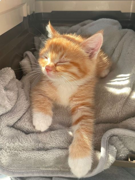 #KittenLove #FluffyFriends Meet the cutest kitten ever! 😺 #Kitten #CutenessOverload #AdorablePets Söt Katt, Ginger Kitten, Funny Animal Photos, Cute Cats Photos, Photo Chat, Pretty Animals, Cat Aesthetic, Cute Animal Photos