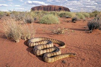 33 Reasons You Should Never Mess With The Outback Nature, Ayers Rock Australia, Australia Wallpaper, Australian Desert, Snake Wallpaper, Desert Animals, Outback Australia, Australian Wildlife, Australian Animals