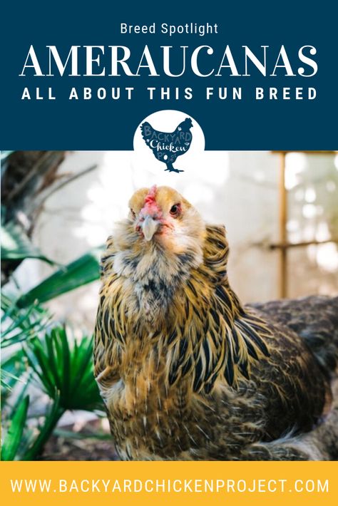 Americana Chickens Hens, Americana Chickens Eggs, Americauna Chickens, Americana Chickens, Araucana Chickens, Ameraucana Chicken, Raising Chicken, Chicken Coloring, Raising Farm Animals