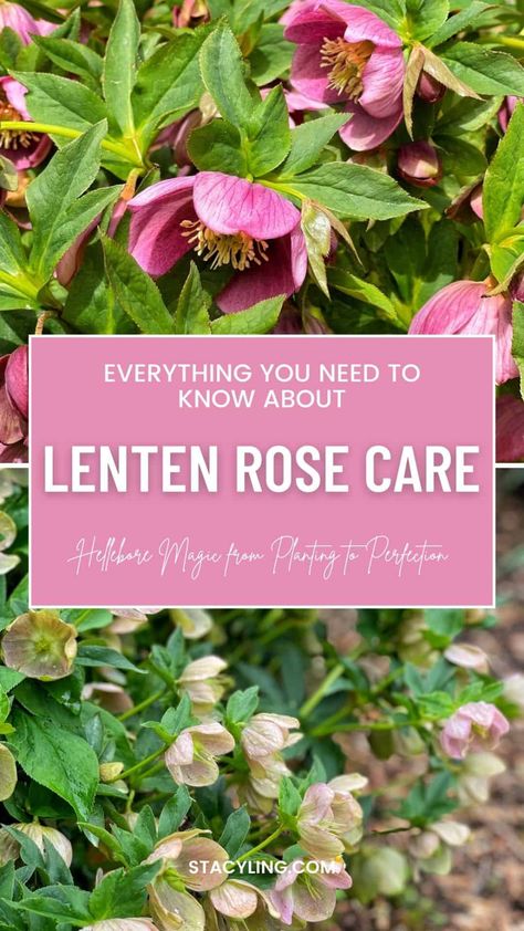 Lenten Rose Care Guide: Hellebore Magic From Planting to Perfection - Stacy Ling Lenten Roses, Rose Flower Colors, Flower Garden Images, Landscaping With Roses, Winter Blooms, Grow Gorgeous, Lenten Rose, Rose Care, Rose Seeds