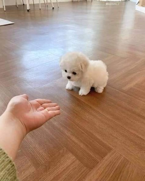 Cup Dogs Puppies, Fluffy Puppies Breeds, Tea Cup Puppy, Teacup Toy Poodle, Toy Poodle Puppies White, Mini Puppies Teacups, Tea Cup Poodle Puppies, Mini Teacup Puppies, Rolly Teacup Puppies