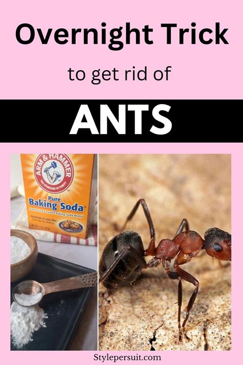 Tired of ants in your house and garden, explore everything you need to know about natural ways of getting rid of ants using a DIY ant killers and ways to prevent ant infestation. Diy Any Killer Indoor, Home Remedy To Get Rid Of Ants, What Gets Rid Of Ants, Remove Ants From House, Natural Ways To Get Rid Of Ants In House, How To Prevent Ants In The House, How To Get Rid Of Flying Ants, How To Repel Ants In House, Remedy For Ants In House