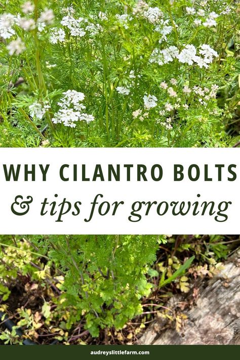 Here are tips for growing cilantro in your garden. It's an easy herb to grow but it will bolt quickly if you grow it during the wrong time of year. So this post will share all of the tips you need to prevent bolting and have a successful harvest of cilantro. Cilantro Indoors Growing, Cilantro Gardening Tips, Harvesting Cilantro How To, How To Harvest Cilantro From Garden, How To Grow Cilantro Outdoors, Cilantro Plants How To Grow, How To Use Cilantro, Grow Herbs In Kitchen, How To Grow Cilantro In A Pot