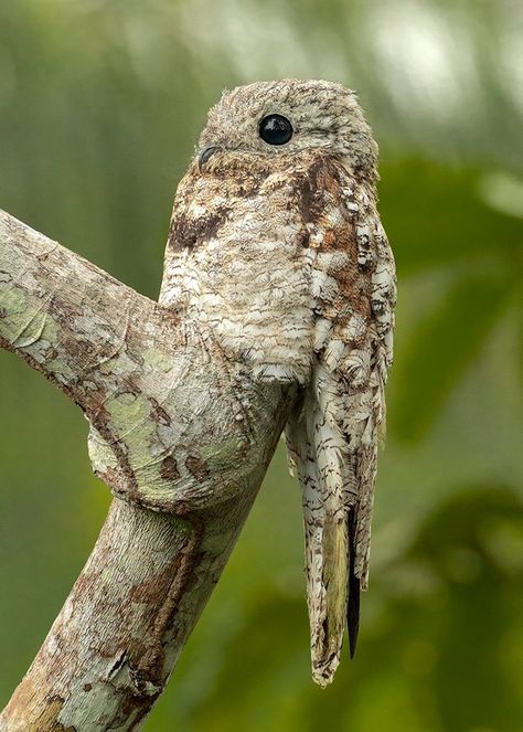 Great Potoo found from Mexico to Central America, south to Bolivia and Brazil Toco Toucan, The Great Potoo, Potoo Birds, Great Potoo, Potoo Bird, Bizarre Animals, Birds Beautiful, Animal Adaptations, Animal Guides