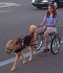 Dog Cart DIY | want to build a dog cart "...Does wanting to do this make me a bad person?" Diy Dog Cart, Dog Sleigh, Dog Trailer, Dog Cart, Dog Equipment, Dog Accesories, Dog Minding, Easiest Dogs To Train, House Training Dogs