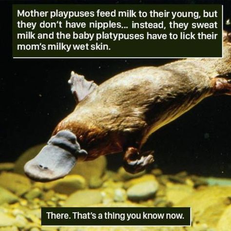 Animal-Facts-Weird Nature Nature, Manatees, Crazy Animal Facts, Fun Facts About Penguins, Weird Animal Facts, Baby Platypus, Fun Facts About Animals, Animal Study, Unbelievable Facts