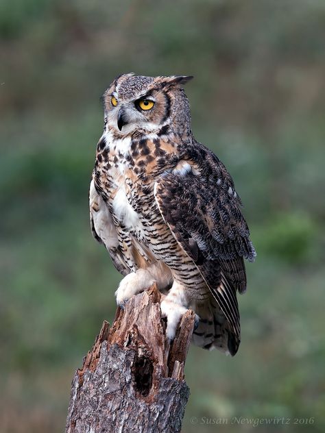 https://flic.kr/p/KhF89A | Great Horned Owl | Ok i'm ready take my picture ! Nature, Great Horn Owl, Owl Great Horned, Great Horned Owl Aesthetic, Great Horned Owl Wings, Great Horned Owl Photography, Great Horned Owl Drawing, Owl Habitat, Owl Sounds