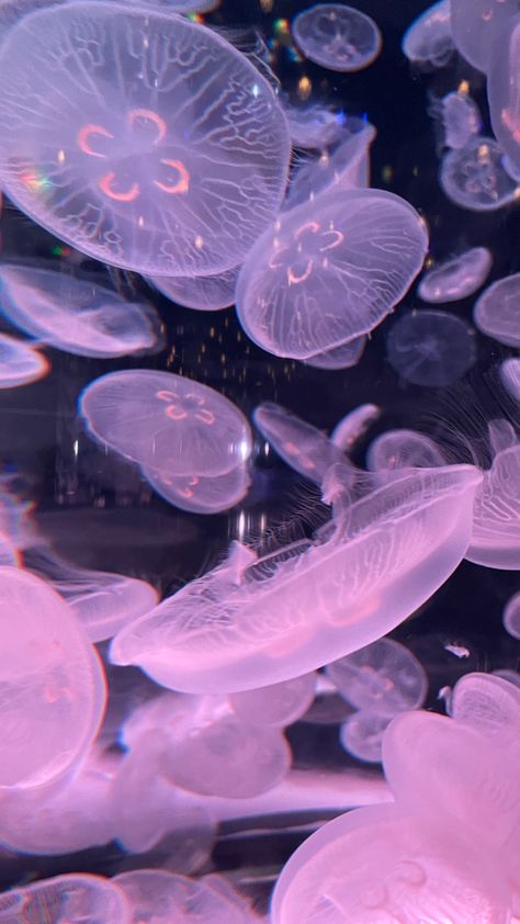 Pastel Jellyfish Wallpaper, Jelly Fish Lockscreen, Y2k Jellyfish Wallpaper, Pink Jellyfish Aesthetic Wallpaper, Pink Sharks Wallpaper, Purple Wallpaper Jellyfish, Pink Jellyfish Widget, Jelly Fish Wallpaper Aesthetic Pink, Pink Jelly Fish Wallpaper