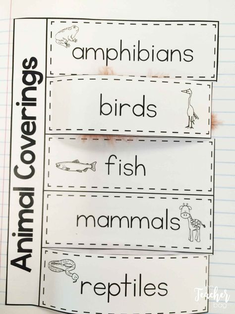 We spent the last two weeks learning about animal classification. This all came about last year when we were doing our rain forest animal reports. Many of my kids did not know the animal groups (mammals, reptiles, birds, fish and amphibians), so this year we are started off with animal classification. My students will now … Vertebrate Vs Invertebrate Activities, Animal Needs First Grade, Animal Characteristics Kindergarten, Animal Classification Worksheet Free Printable, Animal Lesson Plans Elementary, Animal Classification Project, Animal Classification Activities, Animal Classification For Kids, Animals Classification
