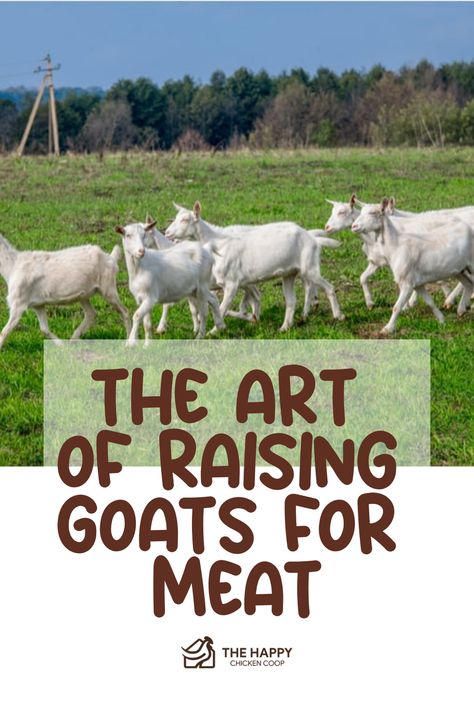 Raising Meat Goats, Meat Goats, Kiko Goats, Keeping Goats, Raising Quail, Happy Goat, Goat Care, Boer Goats, Raising Goats