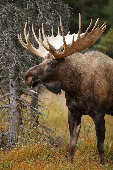 Bull Moose Download this high-resolution stock photo by Paul Tessier from Stocksy United. #moosehuntingpictures Moose Pics, Moose Animal, Moose Painting, Moose Pictures, Big Bull, Moose Hunting, North American Animals, Moose Deer, Wild Animals Photography