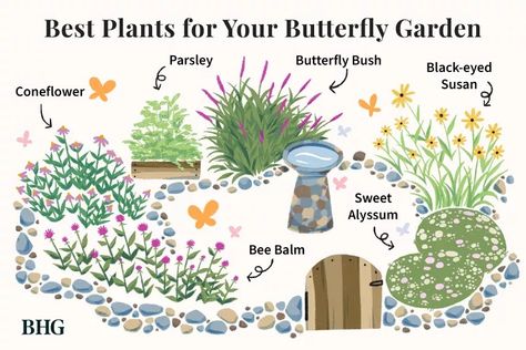 Attract Pollinators to Your Yard with This Butterfly Garden Plan Nature, Flowers To Attract Pollinators, Butterfly Garden Layout Design, Butterfly Container Garden, Front Yard Pollinator Garden, Perennial Pollinator Garden, Lavender Flowerbed, Pollinator Garden Layout, Butterfly Garden Design Layout