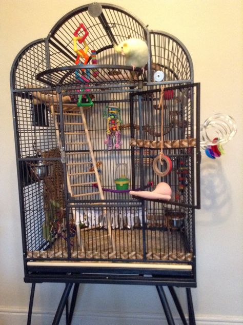 Post Photos Of Your Cage! - Page 141 - Talk Cockatiels Forums Lovebird Cage Setup, Parrot Cage Setup Ideas, Cockatiel Enclosure, Amazon Parrot Cage Setup, Budgie Cage Setup Aesthetic, Cockatiel Bird Cage Setup, Budgie Cage Setup Ideas, Parakeet Cage Setup, Parrotlet Cage Setup