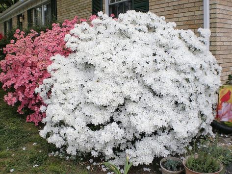 Plant database entry for Evergreen Azalea (Rhododendron 'Delaware Valley White') with 20 images and 12 data details. White Azaleas Landscape, Azaleas Landscaping, White Azaleas, Vegetable Planting Calendar, Evergreen Flowers, White Azalea, Planting Calendar, Garden Calendar, Plant Information