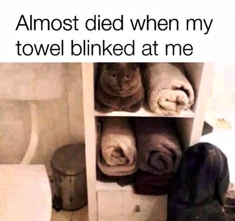 Funny Animal Quotes, I Put The Fun In Dysfunctional, Weird Animal Pictures, Funny Meme Pics, Koci Humor, Animal Humour, Happy Happy Happy, Cute Animal Memes, Meme Gato