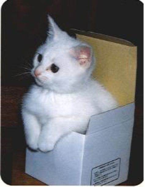 Funny Kitties, Cat In Box, Making Hot Dogs, Cat Trap, Adorable Kitten, White Kittens, Cat Box, Cats Funny, White Cats