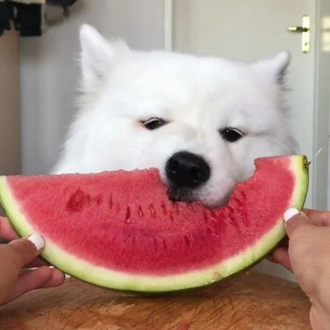 A dog eating watermelon Dog Eating Watermelon, Watermelon Dog, Dogs Eating, Weekly Themes, Eating Watermelon, Table Manners, Happy Puppy, Good Boy, Aesthetic Wall